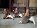 Shaolin_Monks01.jpg